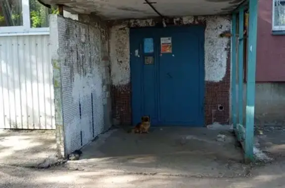 Найдена собака, Самара, фото: Найдена собака, Самара, Нагорная, д. 17 — в руки не идет, скулит