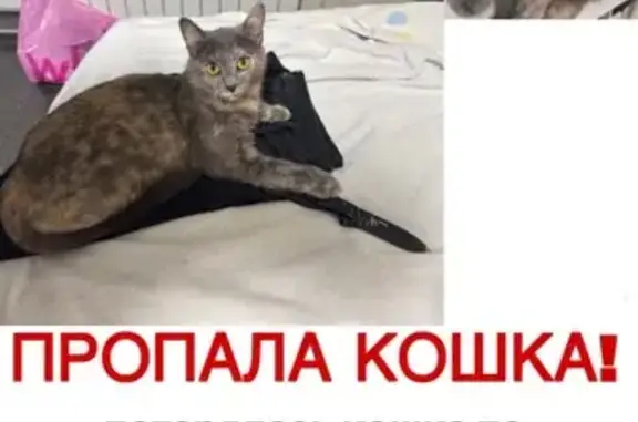 Пропала кошка, Лобня, Мирная, д. 12 — желтые глаза, отзывается на «кс кс кс» и Лили - photo