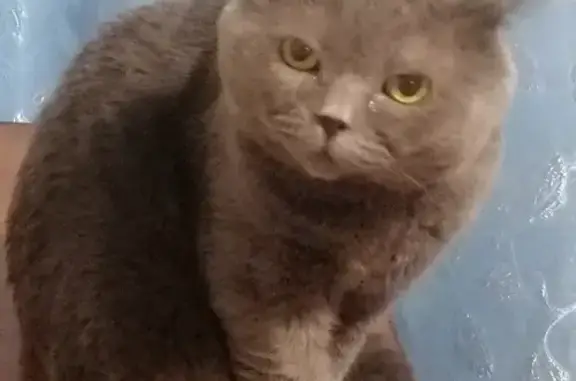 Пропала кошка, Запорожская 61, Новокузнецк — кот британец - photo