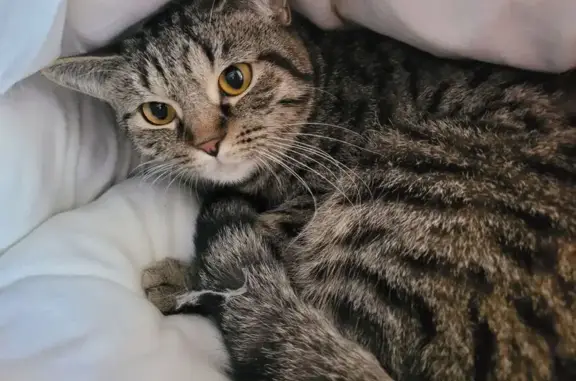 Найдена кошка, Ижевск, фото: Найдена кошка, Ленина, д. 93, Ижевск — миниатюрная