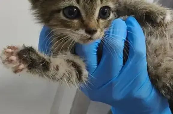 Кошка ищет дом, Йошкар-Ола — котята и кошечка-мама, три девочки - photo