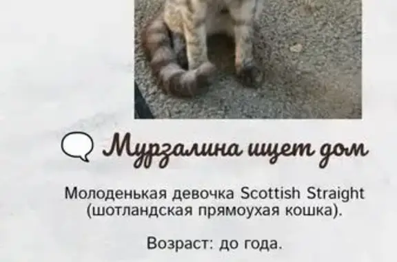Кошки потеряшки, Астрахань, фото: Кошка ищет дом, Комсомольская Набережная, д. 14, Астрахань — пугливая, ласковая, маленькая ещё