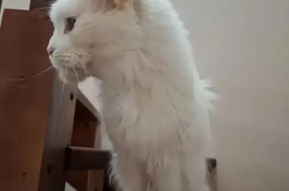 Кошки потеряшки, , фото: Потеряшка кошка, Поселок Змеиный — мейн-кун, 10 лет, глухая