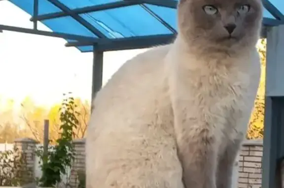 Пропала кошка, Салават, Заречная, д. 1 — кошечка Сима, 8 лет, стерилизованная - photo
