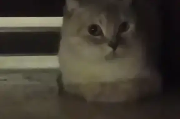 Найдена кошка, Ставрополь, фото: Найдена кошка, Ставрополь, Тухачевского, д. 28/7 — британская, светло-голубые глаза