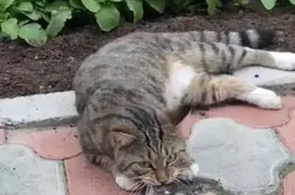 Кошки потеряшки, Новый Уренгой, фото: Потеряшка кошка, Садовое товарищество ДНТ Озерное (г Новый Уренгой), 1-я Озёрная, д. 31, Новый Уренгой — откликается на кличку Шома