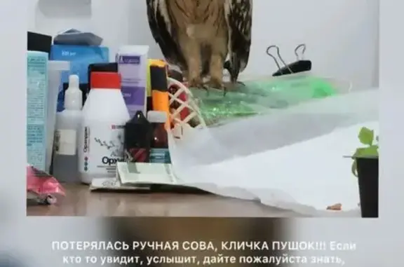Пропала птица, Томузловская, Будённовск — ручная сова по кличке Пушок - photo