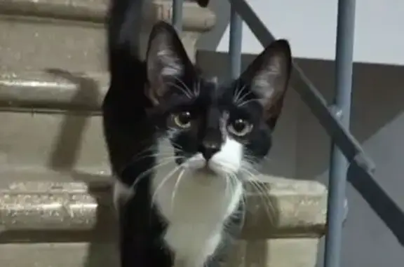 Найдена кошка, Ставрополь, фото: Найдена кошка, Металлистов, д. 1, Ставрополь — ухоженная, мяукает, ведёт себя как потерявшаяся