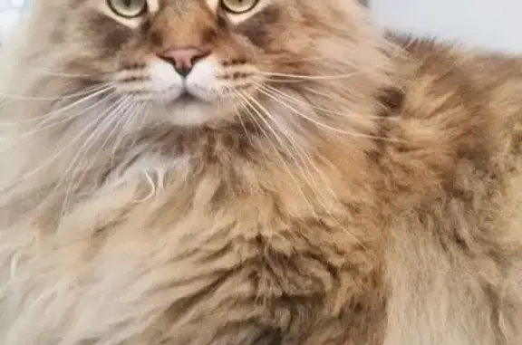 Пропала кошка, Территория СНТ СН Линза, Полянка — коричневый кот, мейн-кун - photo