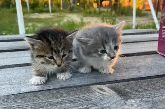 Кошка ищет дом, Пенза — двое малюток, пока не обработаны - photo