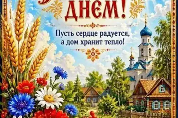 Пропала собака, Владимир — рыжая чихуахуа, белые лапки - photo