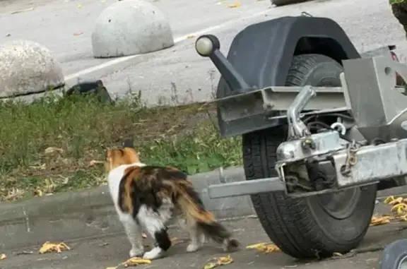 Найдена кошка, Москва, фото: Найдена кошка, Москва, Большой Тишинский, д. 40 1 — трёхцветная с ошейником