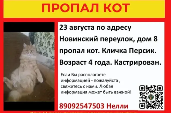 Пропала кошка, Новинский, Кострома - photo