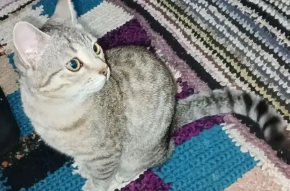 Пропала кошка, Алябьева, д. 23, Ростов-на-Дону — молодой домашний кот, откликается на БОСС - photo