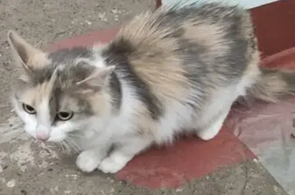Найдена кошка, Ярославль, фото: Найдена кошка, Ярославль, Ленинградский, д. 74 — ласковая, не боится