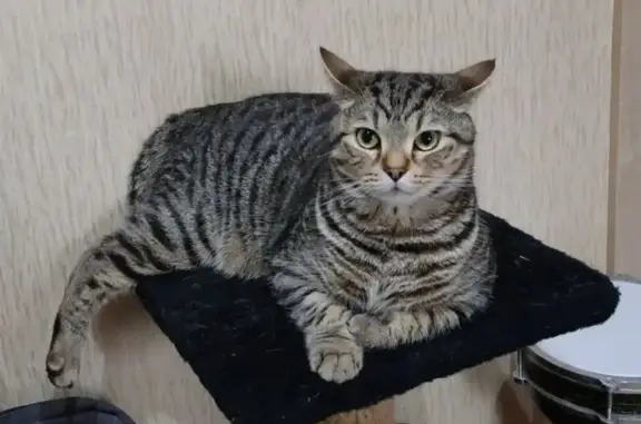 Пропала кошка, Район Лазаревский (г Сочи), Сочи — может шипеть, агрессивен - photo