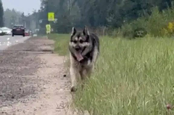 Найдена собака, Кузьмоловский, фото: Найдена собака, Городской поселок Кузьмоловский, Рядового Леонида Иванова, д. 2Г — крупная, предположительно восточник