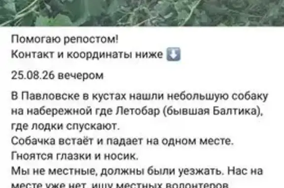 Найдена собака, , фото: Найдена собака, Павловск — чёрная, глаза и нос гноятся