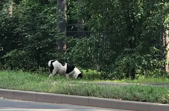 Найдена собака, Ярославль, фото: Найдена собака, Ярославль — возможно, потерялась или убежала
