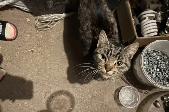 Найдена кошка, Раменское, фото: Найдена кошка, Деревня Каменное Тяжино (г Раменское), Соловьиная роща, д. 260, Раменское — вежливая, просит еды
