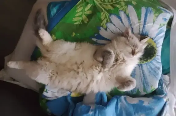 Пропала кошка Девочка, Воскресенск (rl1249223) - photo