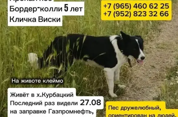 Пропала собака, Хутор Курбацкий — чёрно-белый пёс бордер-колли, на животе клеймо, ошейник - photo