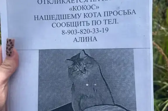 Пропала кошка, Ярославль, Александра Невского, д. 3 - photo