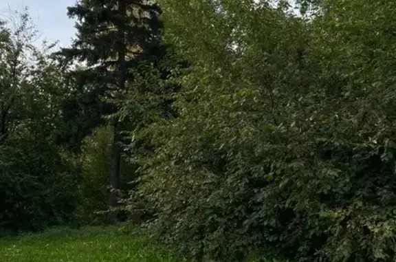 Найдена кошка, Иркутск, фото: Найдена кошка, Район Октябрьский (г Иркутск), Коммунаров, д. 21, Иркутск — бежево-серая, мохнатый хвост