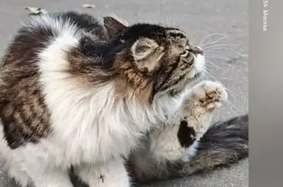 Найдена кошка, Москва, фото: Найдена кошка, Район Ломоносовский (г Москва), Марии Ульяновой, д. 19, Москва — зелёные глаза, длинная шерсть, ушки мохнатые