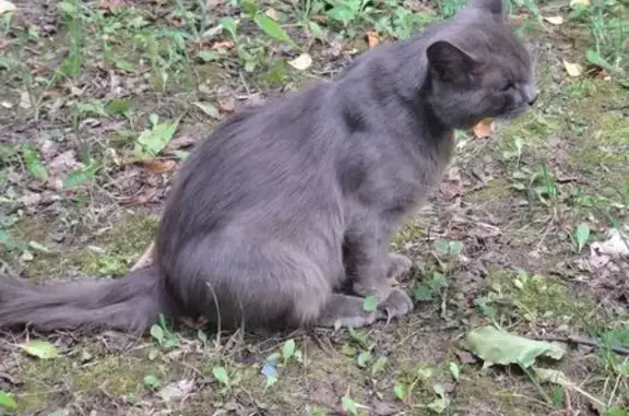 Найдена кошка, Москва, фото: Найдена кошка, Москва, 16-я Парковая, д. 43 2 — умный, подходит за едой