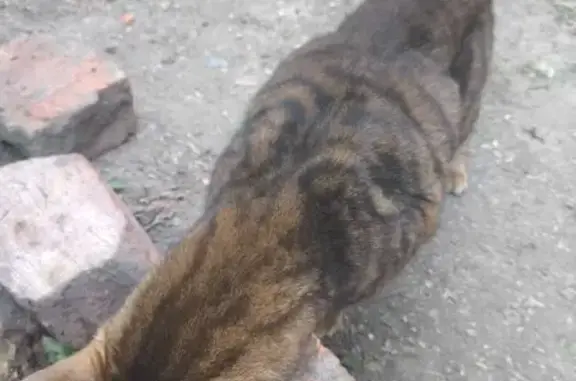 Найдена кошка, Саратов, фото: Найдена кошка, Саратов — коричневая бенгальская, очень голодная