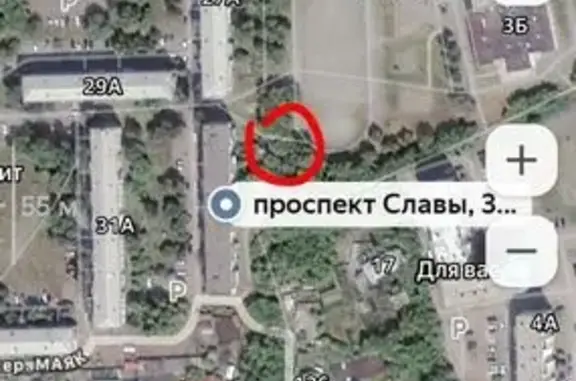 Объявления о пропавших и найденных животных, Копейск, фото: Найдена кошка, Славы, д. 31Б, Копейск — место отмечено на карте