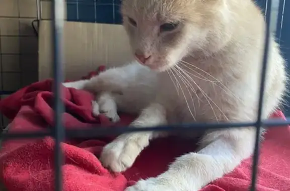 Объявления о пропавших и найденных животных, Ступино, фото: Найдена кошка, Село Константиновское (г Ступино), Ступино — кастрированная, около 5 лет