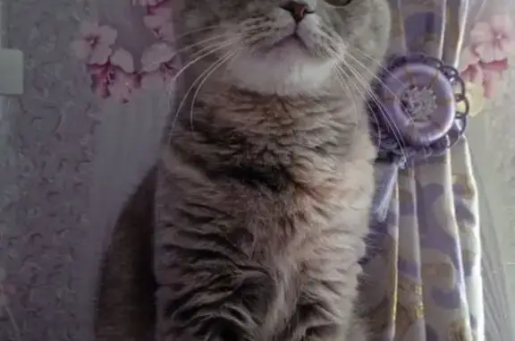 Пропала кошка, Находка - photo