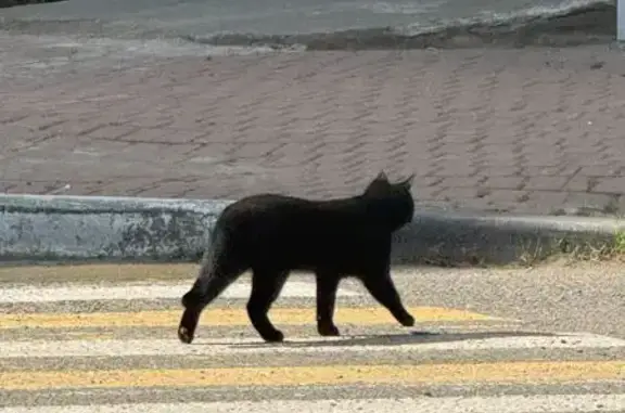 Найдена кошка, Москва, фото: Найдена кошка, Угрешская, д. 2, Москва — черная, пушистая, ласковая