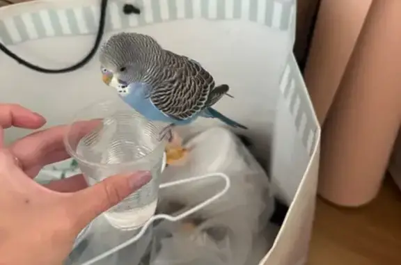 Найдена птица, Хорошёвское, Мо...