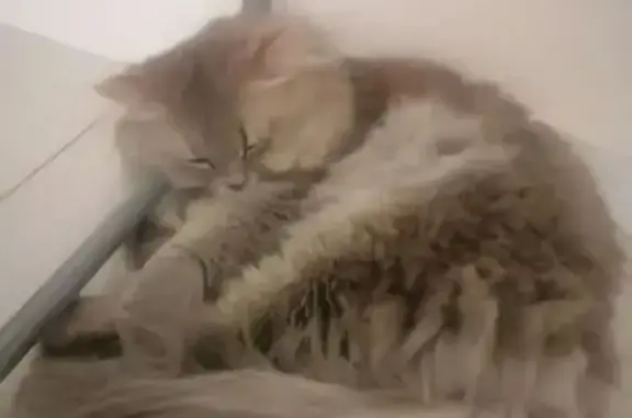 Кошки потеряшки, Истра, фото: Найдена собака, Нижневартовск — серая, с ошейником