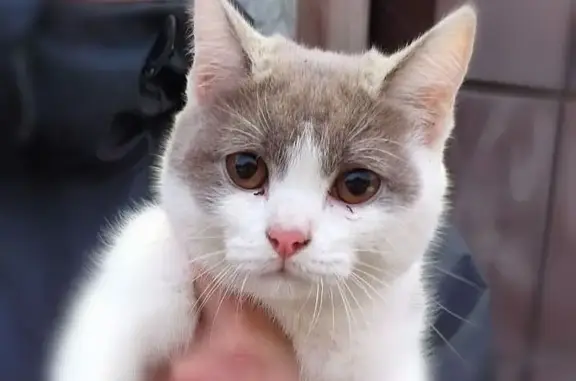 Найдена кошка, Томск, фото: Найдена кошка, Томск, Кедровая, д. 32 — котёнок, боится всего