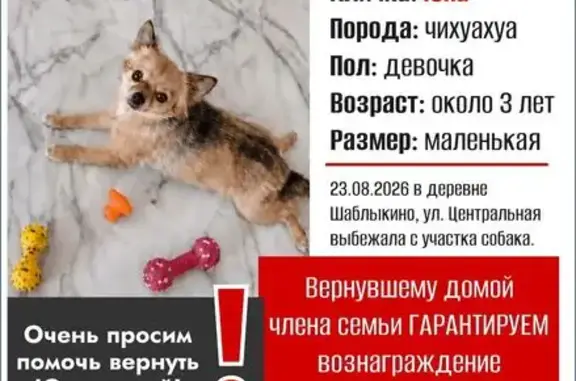 Пропала собака, Деревня Шаблыкино, Центральная, Шаблыкино — маленькая, подстриженная, слегка обросла - photo