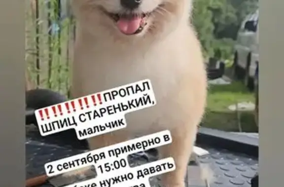 Пропала собака, Хабаровск, Майская, д. 24 — любимый старичок по кличке Рей - photo