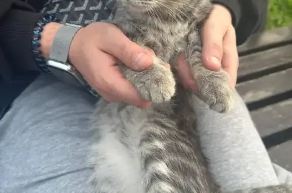 Найдена кошка, Казань, фото: Найдена кошка, Даурская, Казань