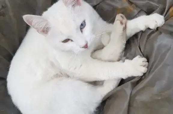 Пропала кошка, Иваново, 1-я Рощинская — белая, глаза разного цвета - photo