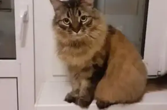 Пропала кошка, д. Макшеево, Клин — домашняя, 12 лет, откликается на кличку Бэкс - photo