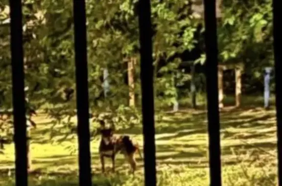 Найдена собака, Москва, фото: Найдена собака, Таганрогская 11к3, Москва — коричневый той-терьер, боится и убегает
