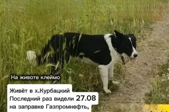 Пропала собака, Хутор Курбацкий — бордер-колли Виски, 5 лет, есть клеймо на животе - photo