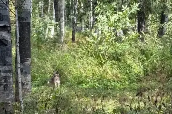 Найденные животные Санкт-Петербург, фото: Найдена собака, Район Приморский (г Санкт-Петербург), Фермское, д. 21 4, Санкт-Петербург — серо-коричневая, пушистый хвостик