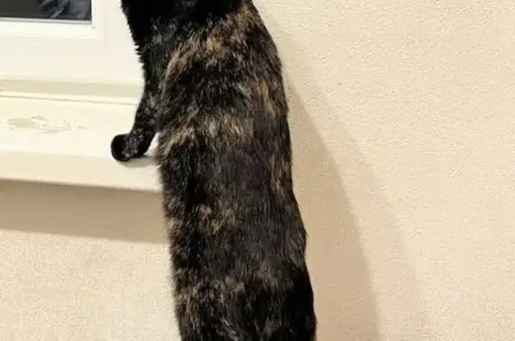 Пропала кошка, Котельники, Кузьминская, д. 17, Котельники — черепаховый окрас, зелёные глаза - photo