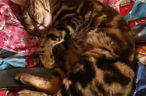 Кошки потеряшки, Нижневартовск, фото: Потеряшка кошка Мальчик, Нижневартовск (rl1250858)