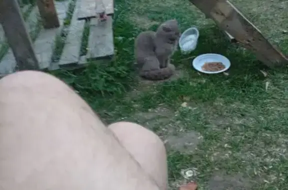 Найдена кошка, Одинцово, фото: Найдена кошка Девочка, Одинцово (rf1250916)