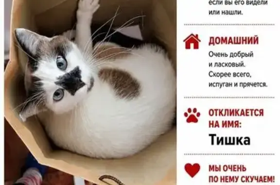 Пропала кошка Мальчик, Иваново (rl1250948) - photo